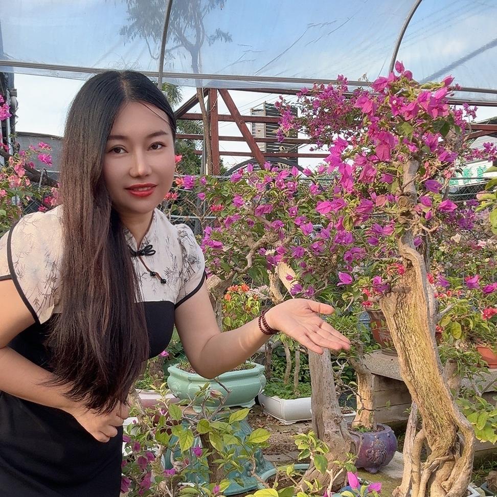 同飞盆栽【飞姐不可】