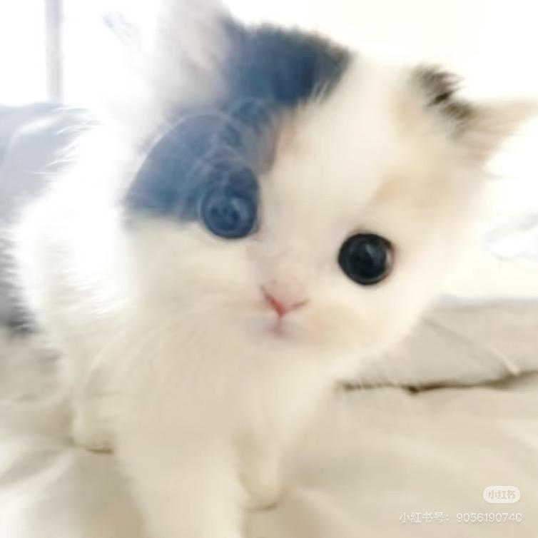 看什么看