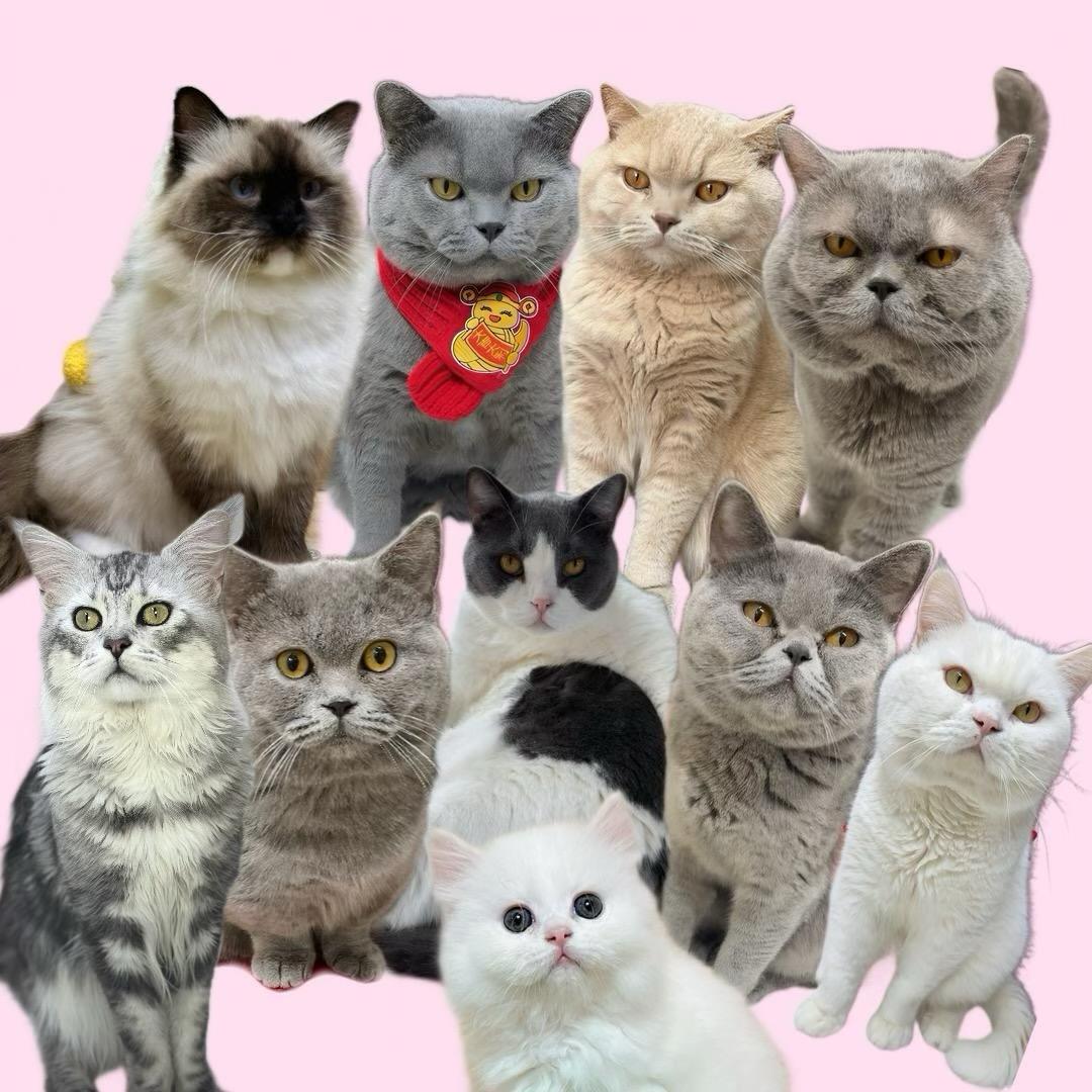 特拉普是只猫吖！