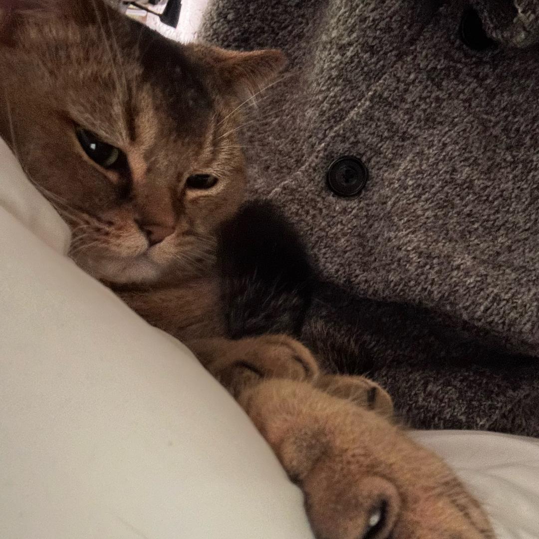 王者荣耀金田路阿宝