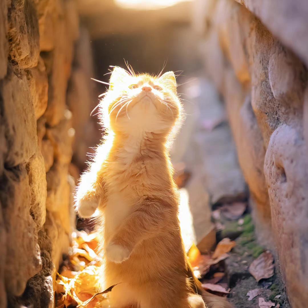 我有一只小橘猫