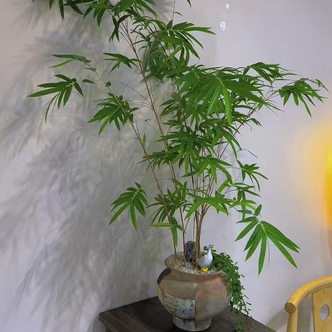 娟儿花卉店
