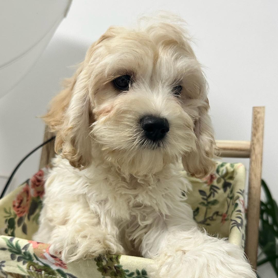 萌缘犬舍 西高地 查理王