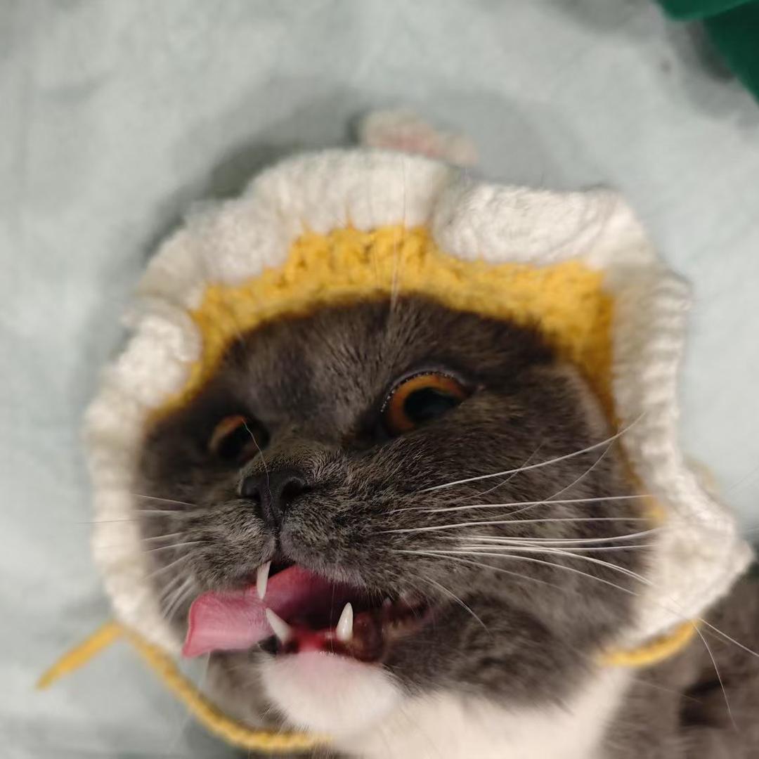 十一是只喵🐱
