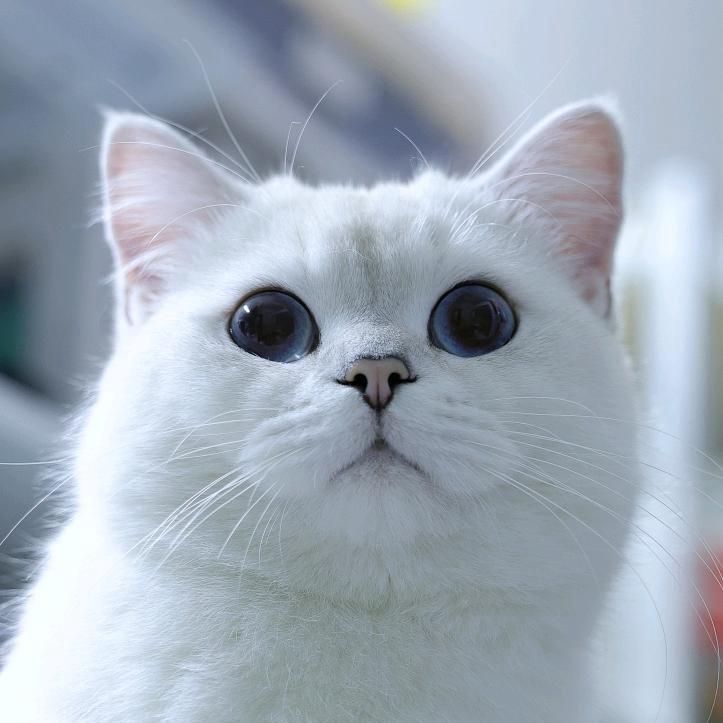 happy是只大帅猫