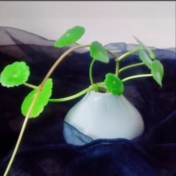 🍷铜草屋🍷