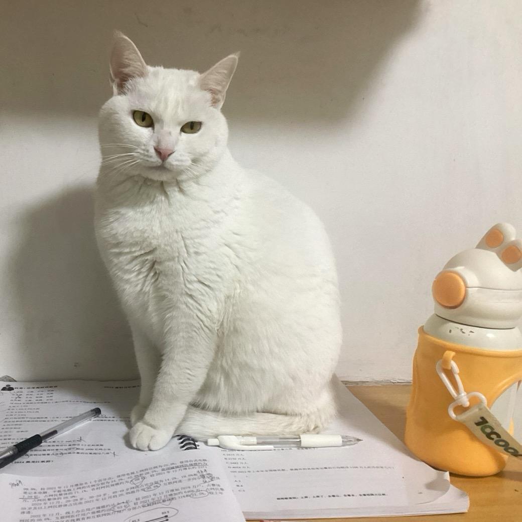 喵星人🐱（学习版）