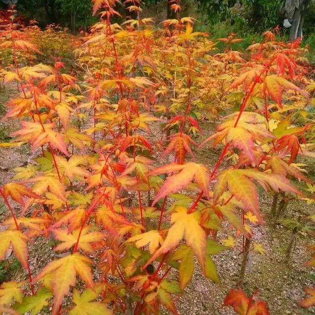新昌县小刘花木场