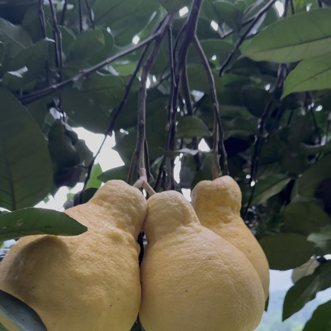 重庆市长寿邻封沙田柚