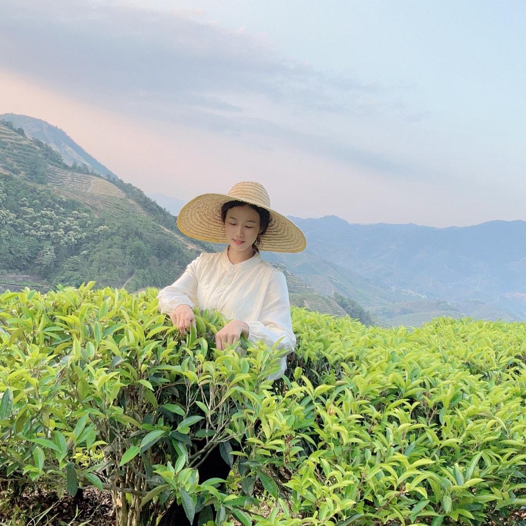 凤凰单丛茶小贝