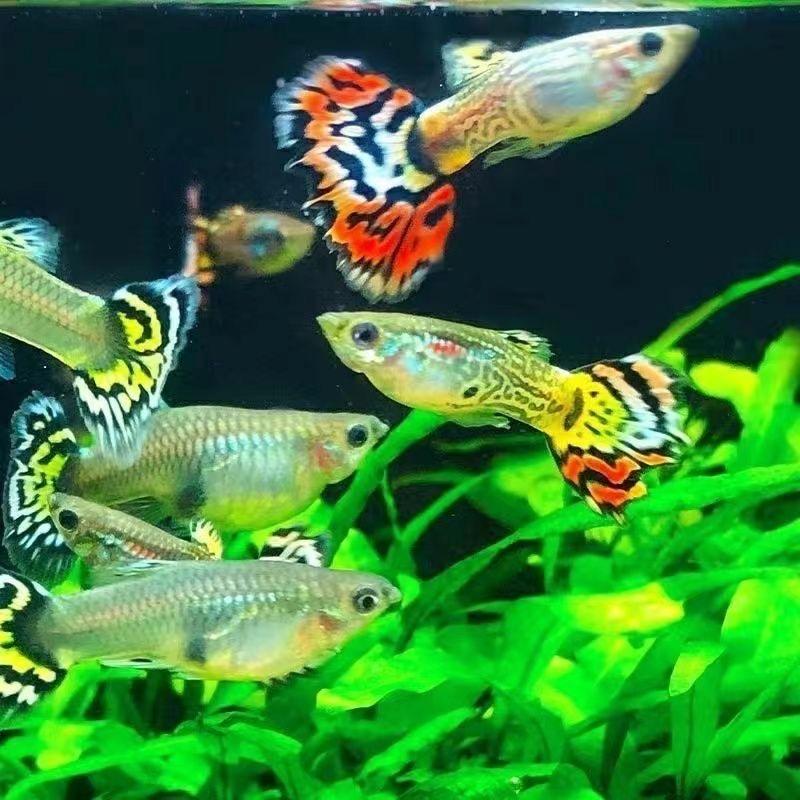 牛牛水族