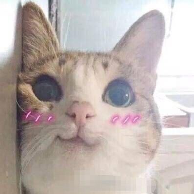 小狐离经(˵¯͒〰¯͒˵)