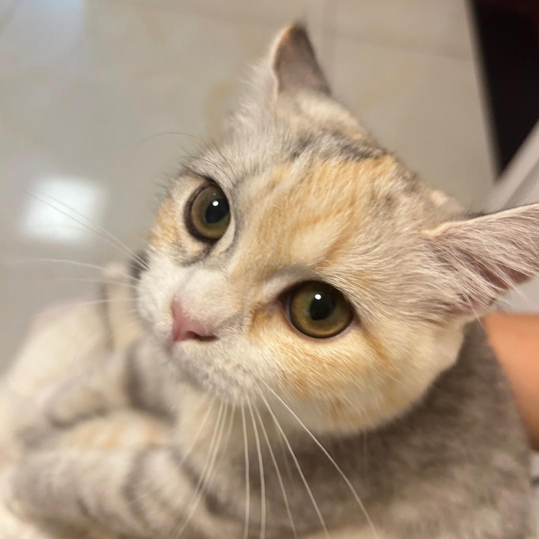 猫猫可乐