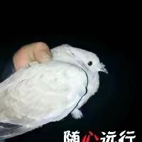 黑骑户外