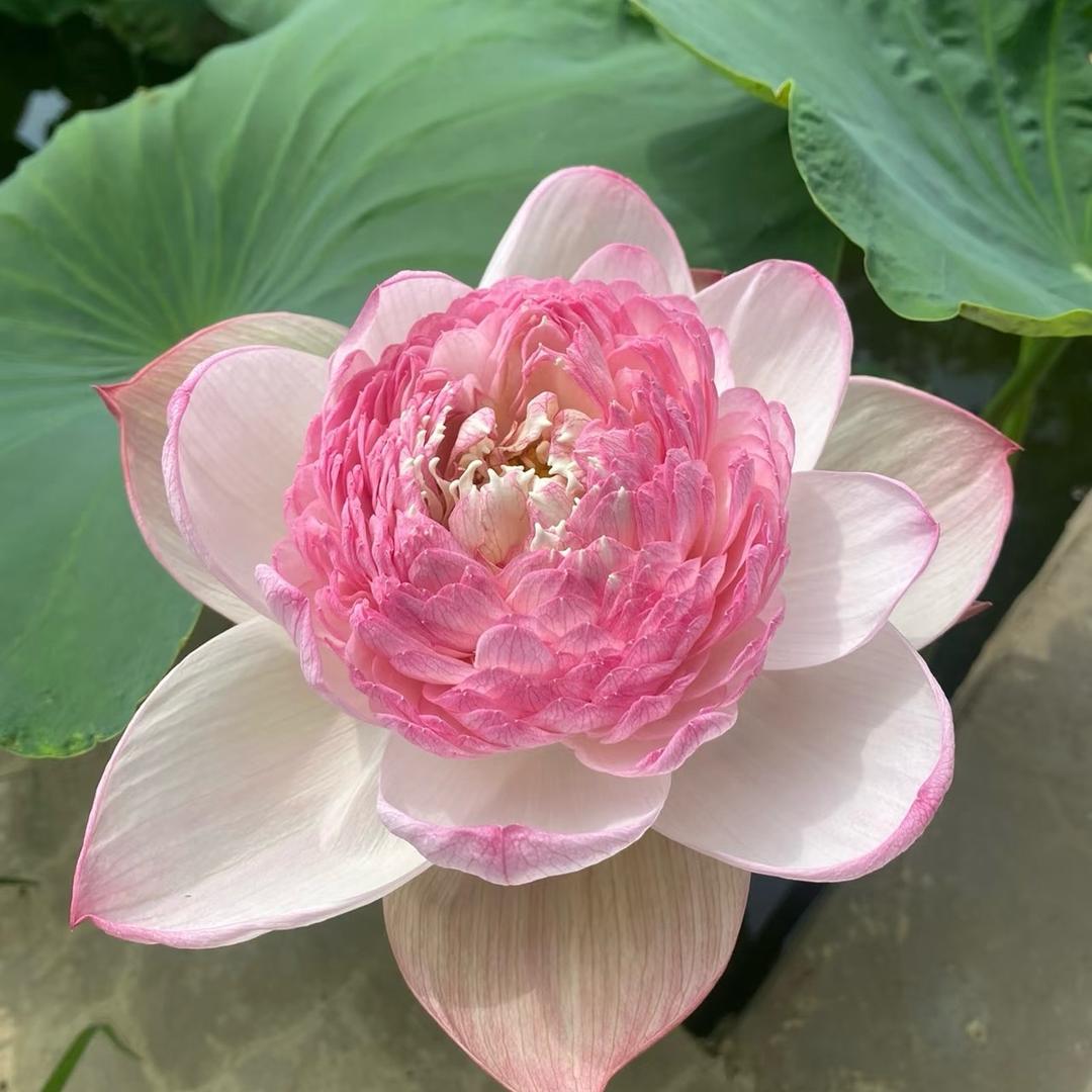 淑芬