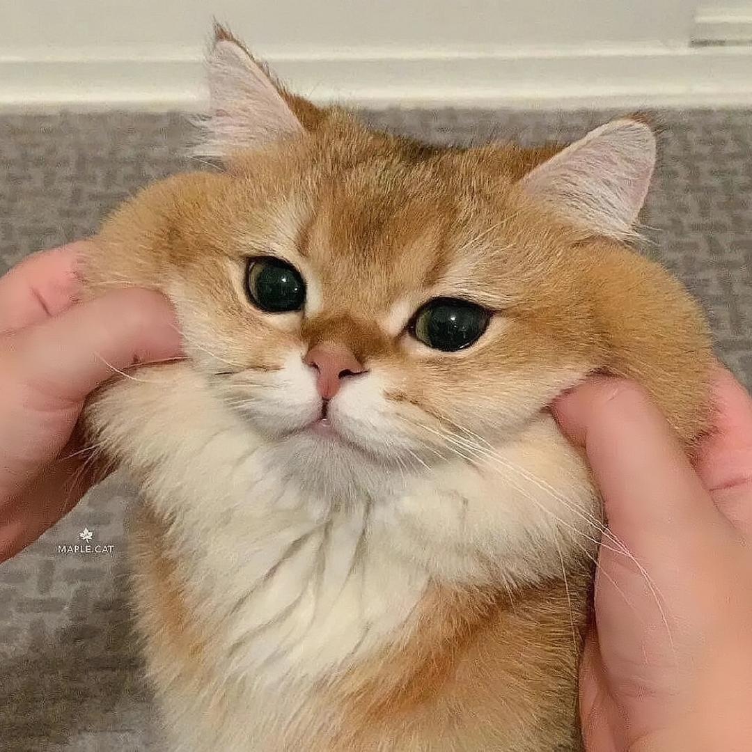 无猜