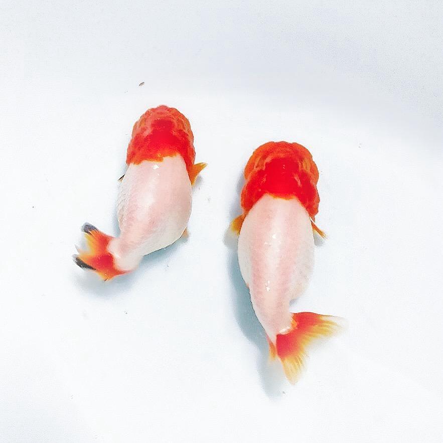 大麒（兰寿饲养员）