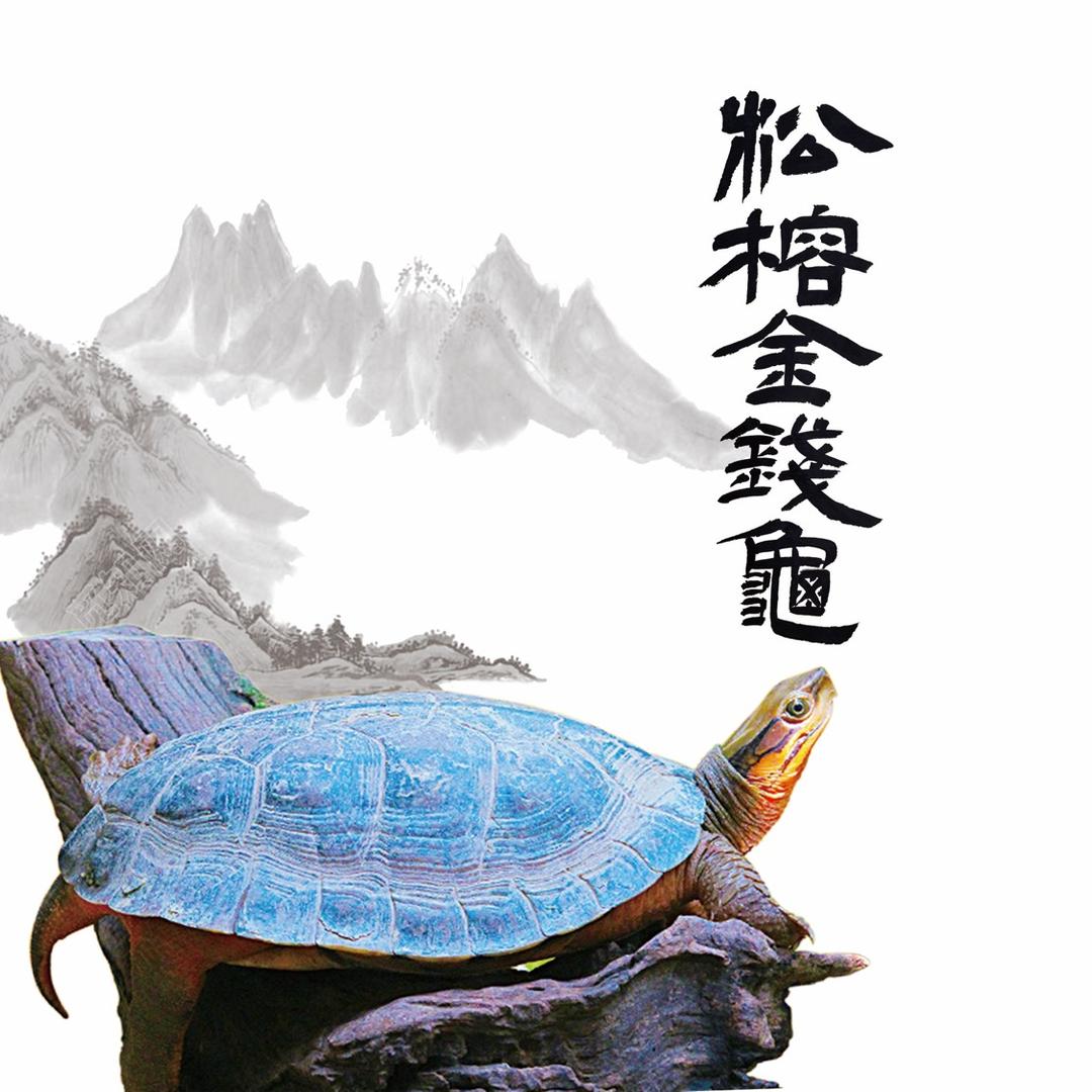 神龟•在线