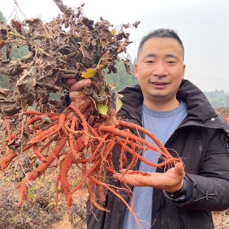 老罗寻道地滋补草本植物