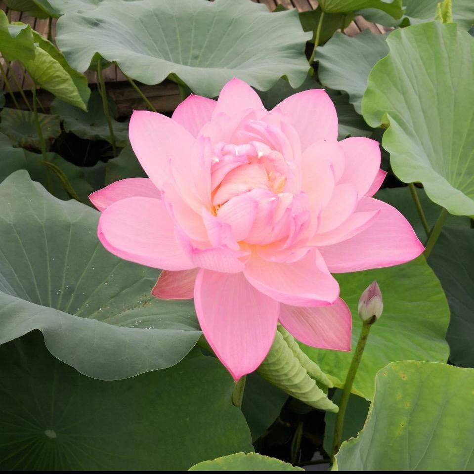 学国学的生产队长