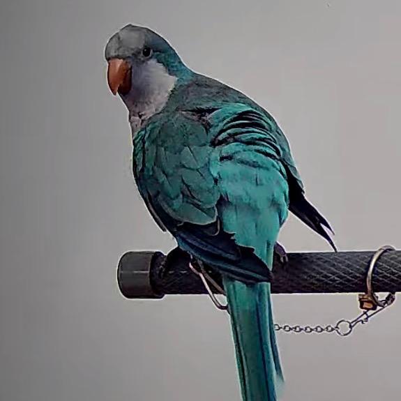 有一个鹦鹉叫薯条