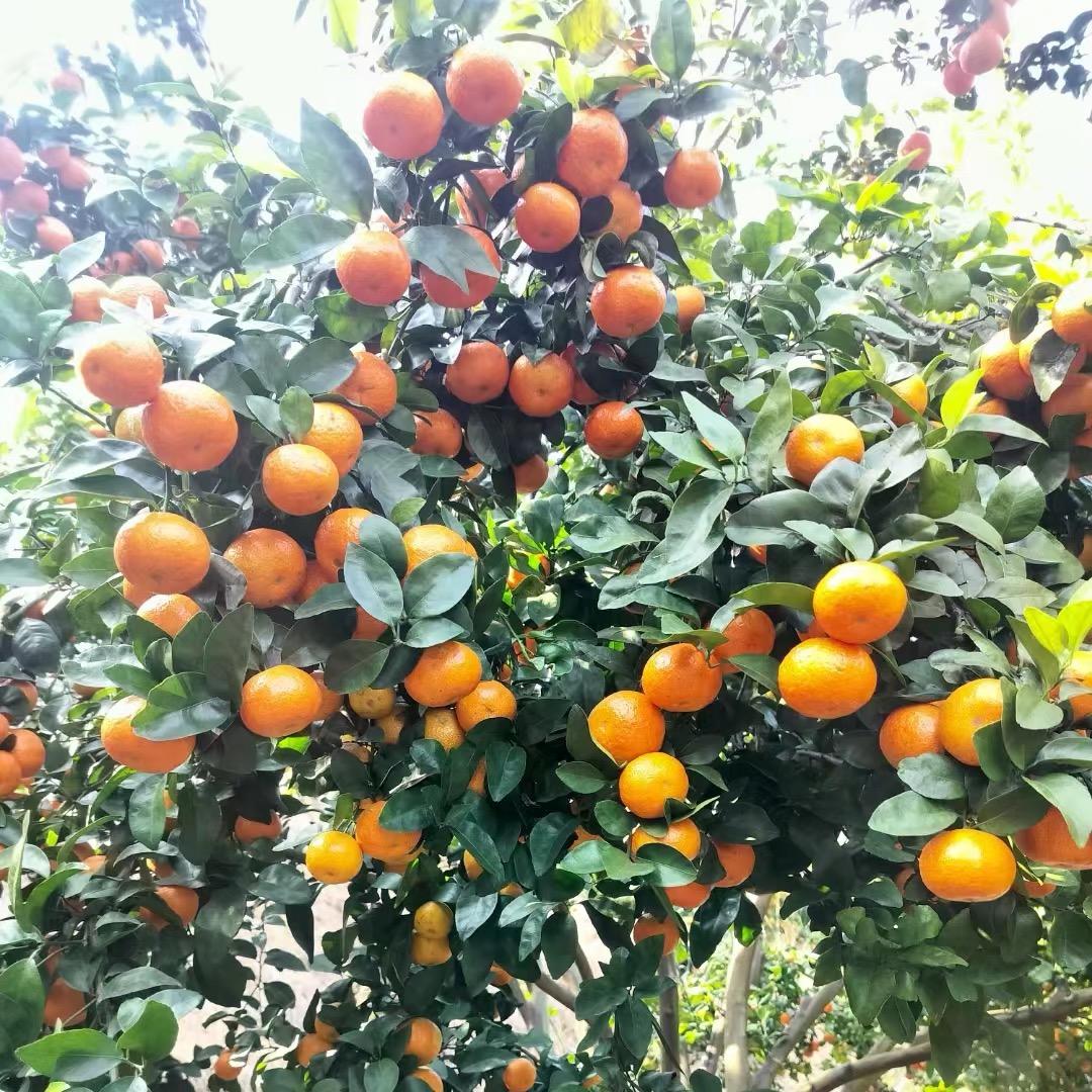 广东老黄家果业