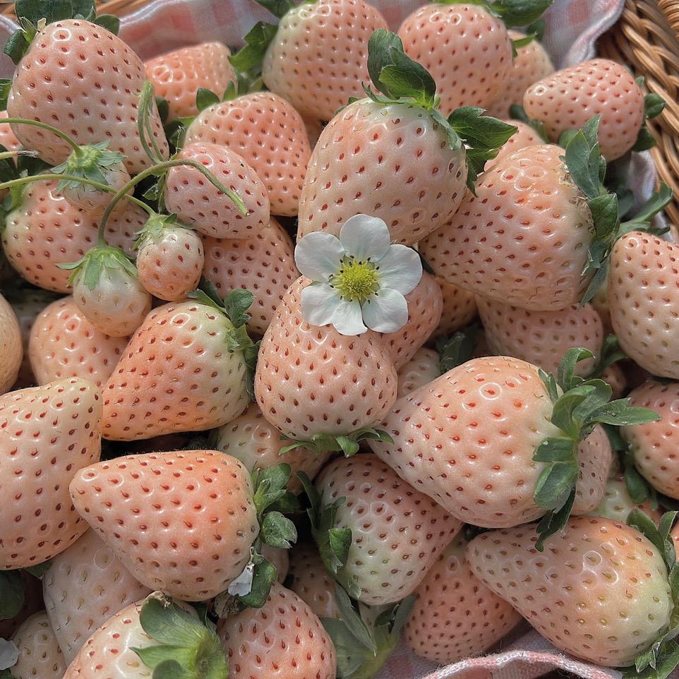 清樱