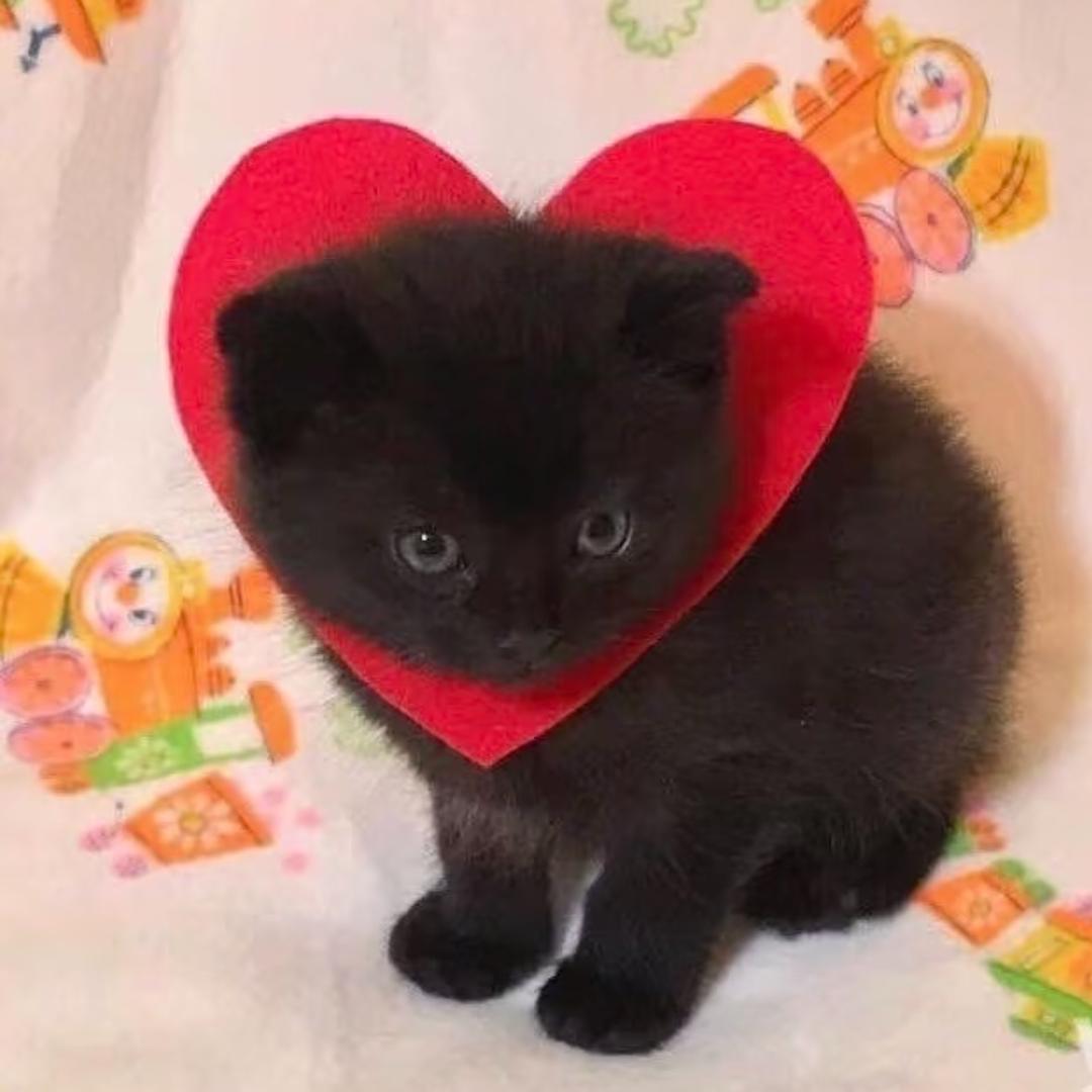 呆jio布布布布（脆皮版