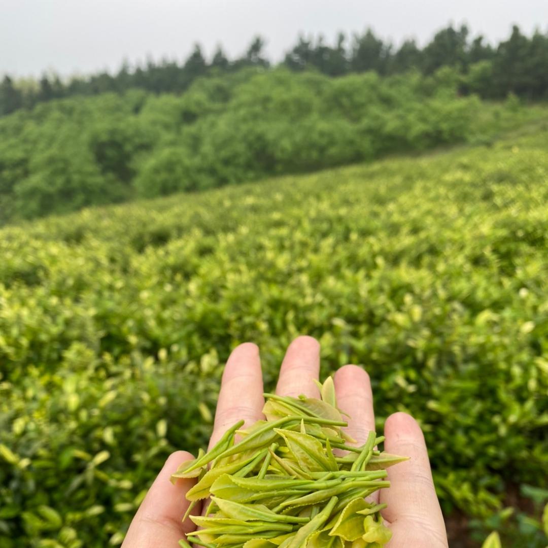 天目湖白茶（溧阳白茶）