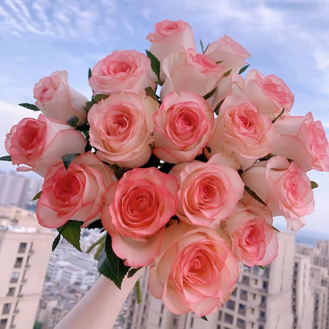 云裳自选花卉