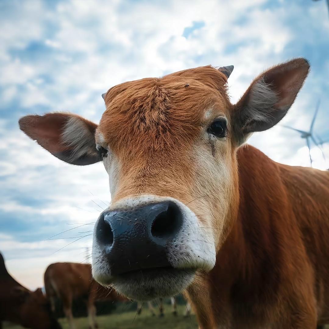 慢牛牛🐮