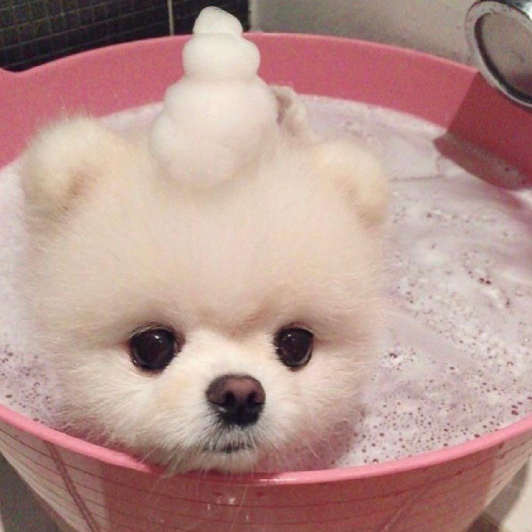 丸丸子