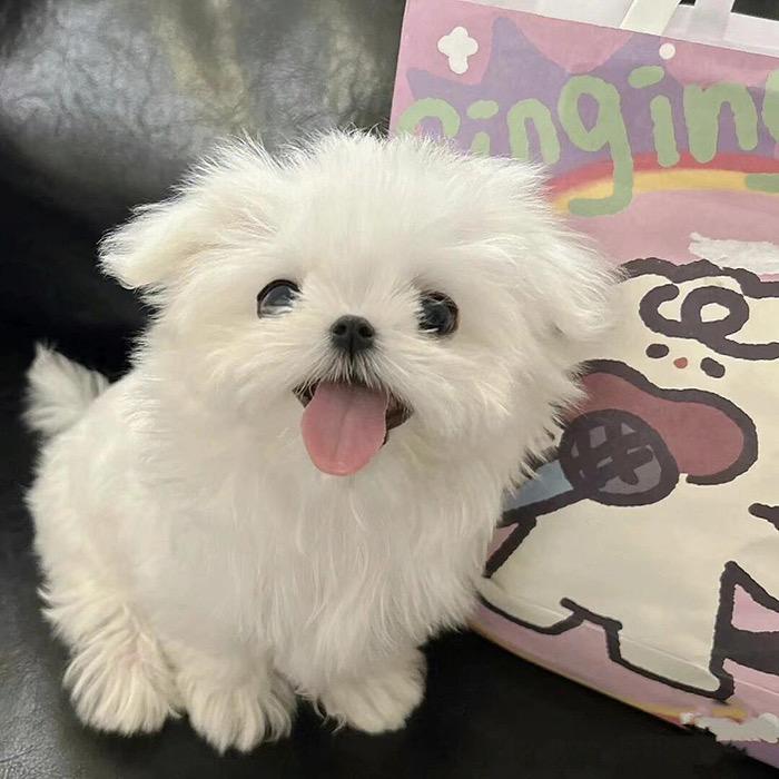 航宝儿