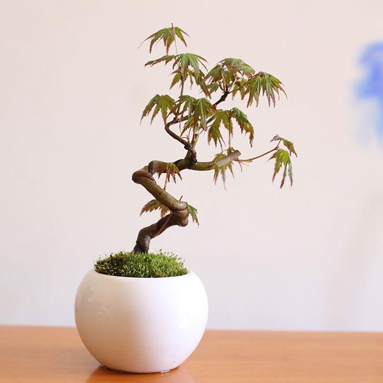 腾惠盆景