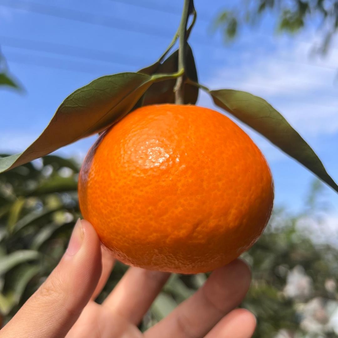 张张鲜果