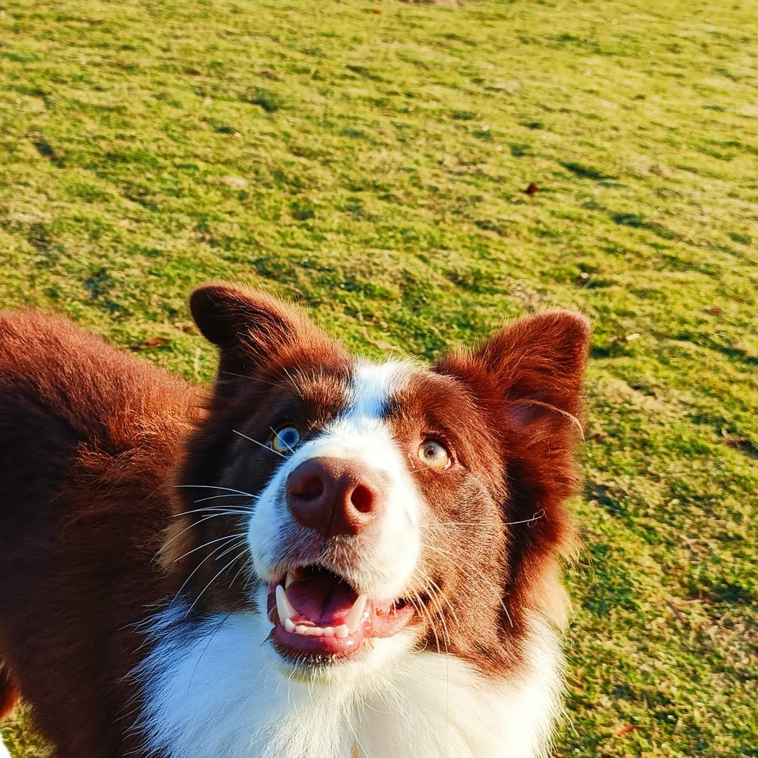 Phoebe
