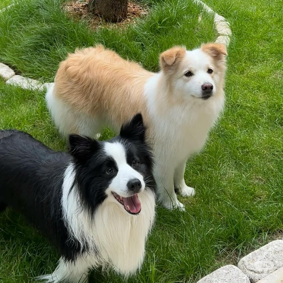 天乐家边境牧羊犬1️⃣