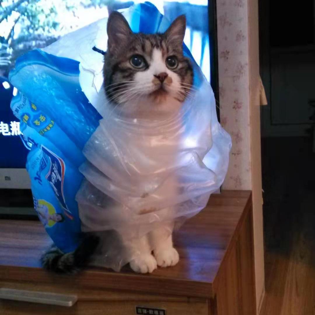 🌈咪小猫