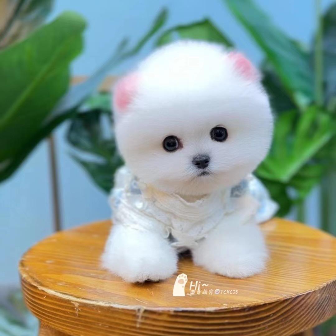 杭州狗猫柠宠物