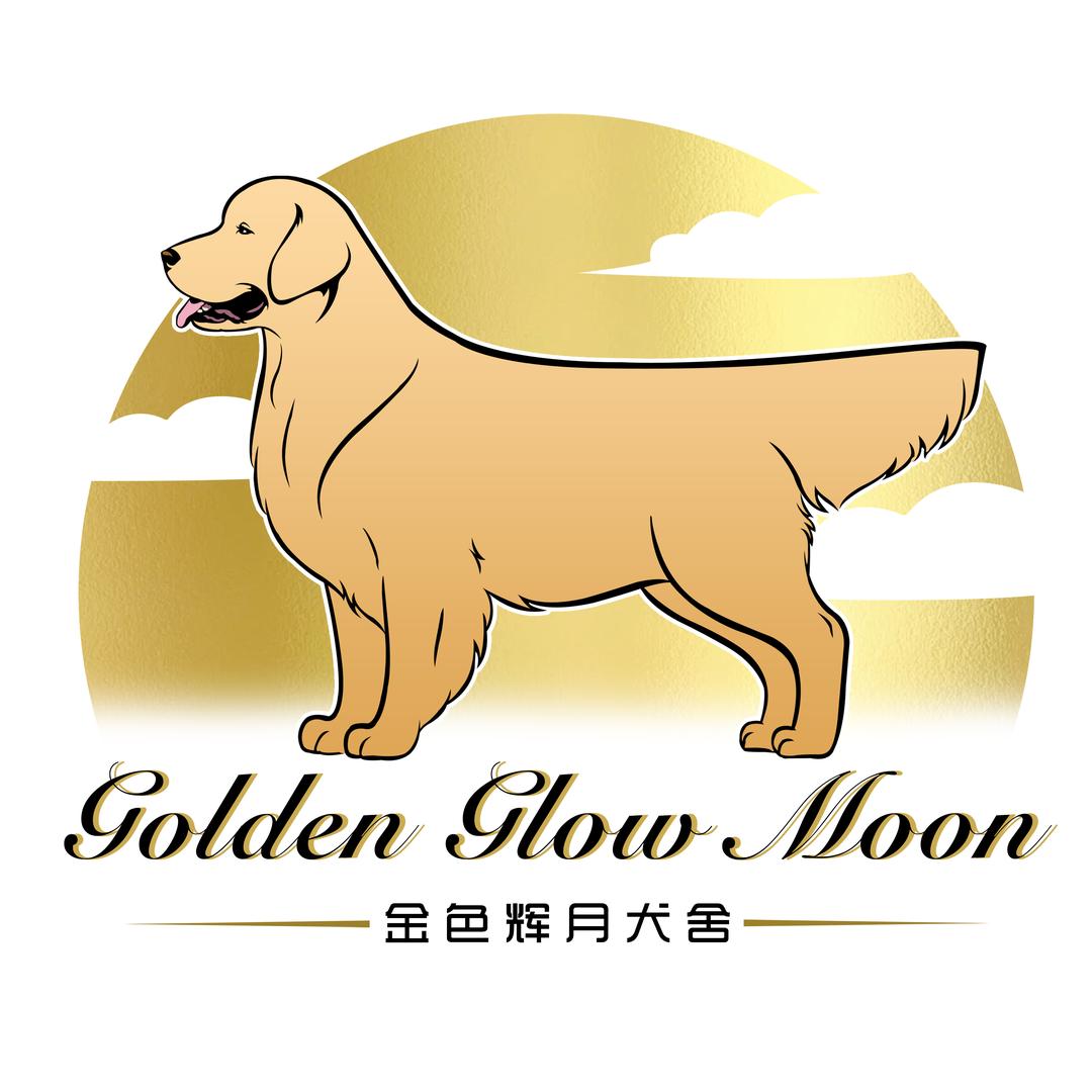 金色辉月金毛直播号