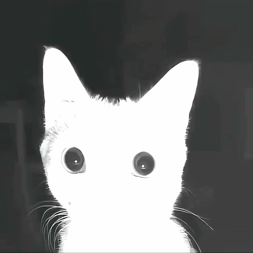 闪光小猫