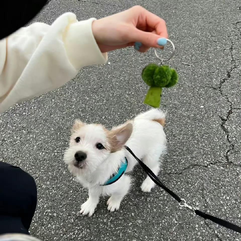 柒荋