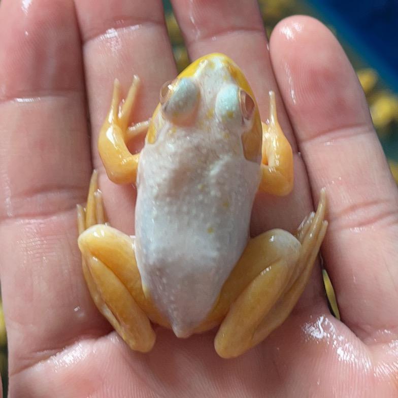 蛙蛙趣味