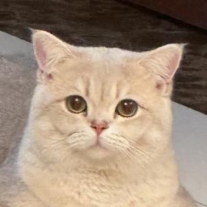 Bug