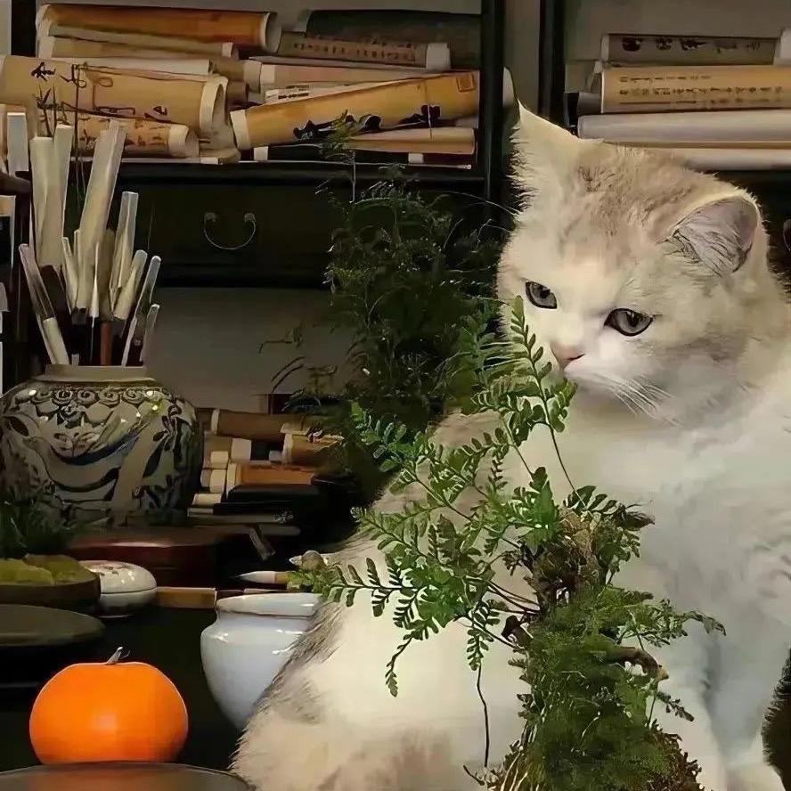 果断的马奇博格宁