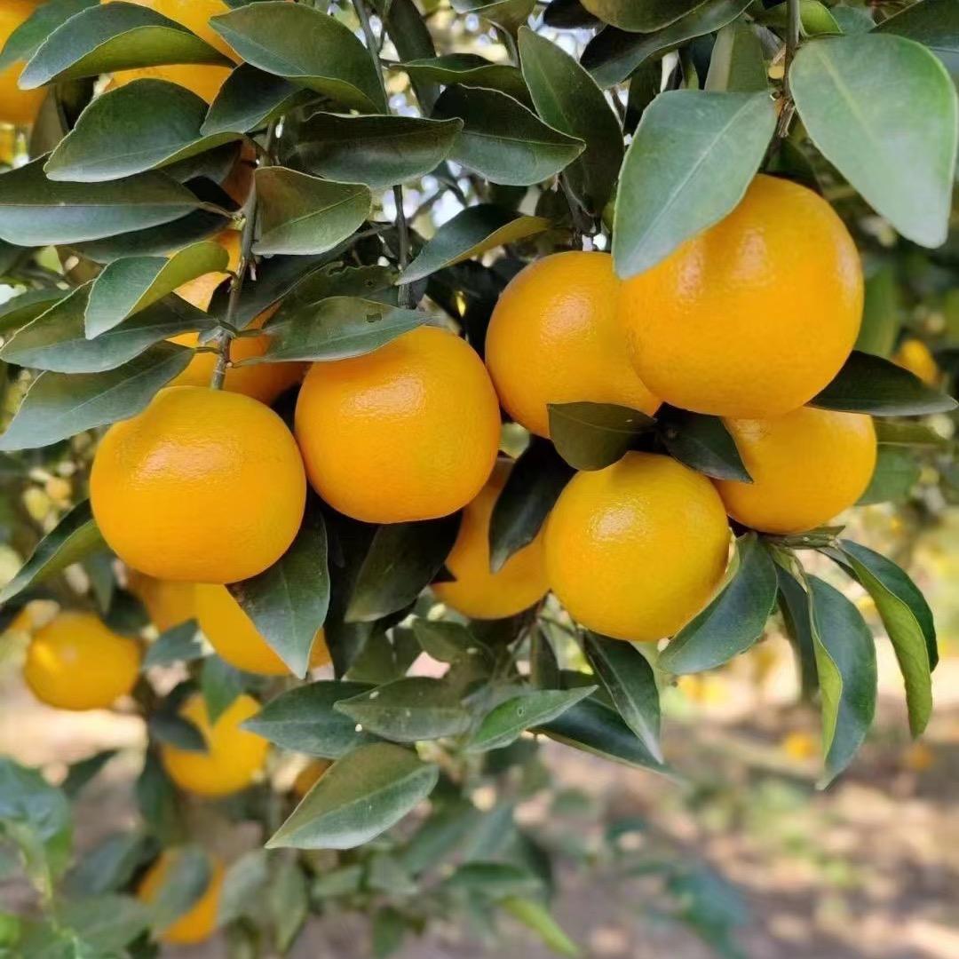 智海果园农产品