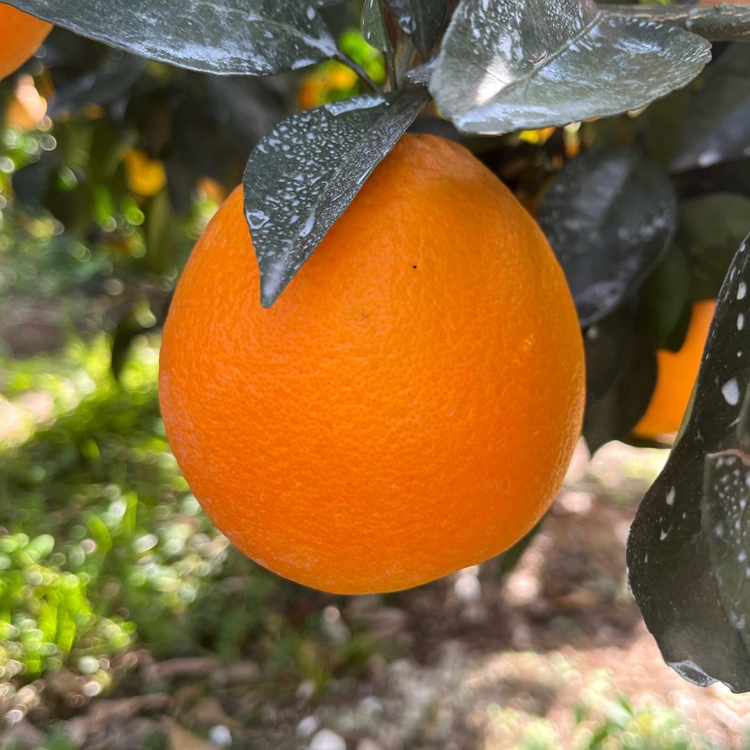 赣南脐橙（丽儿）