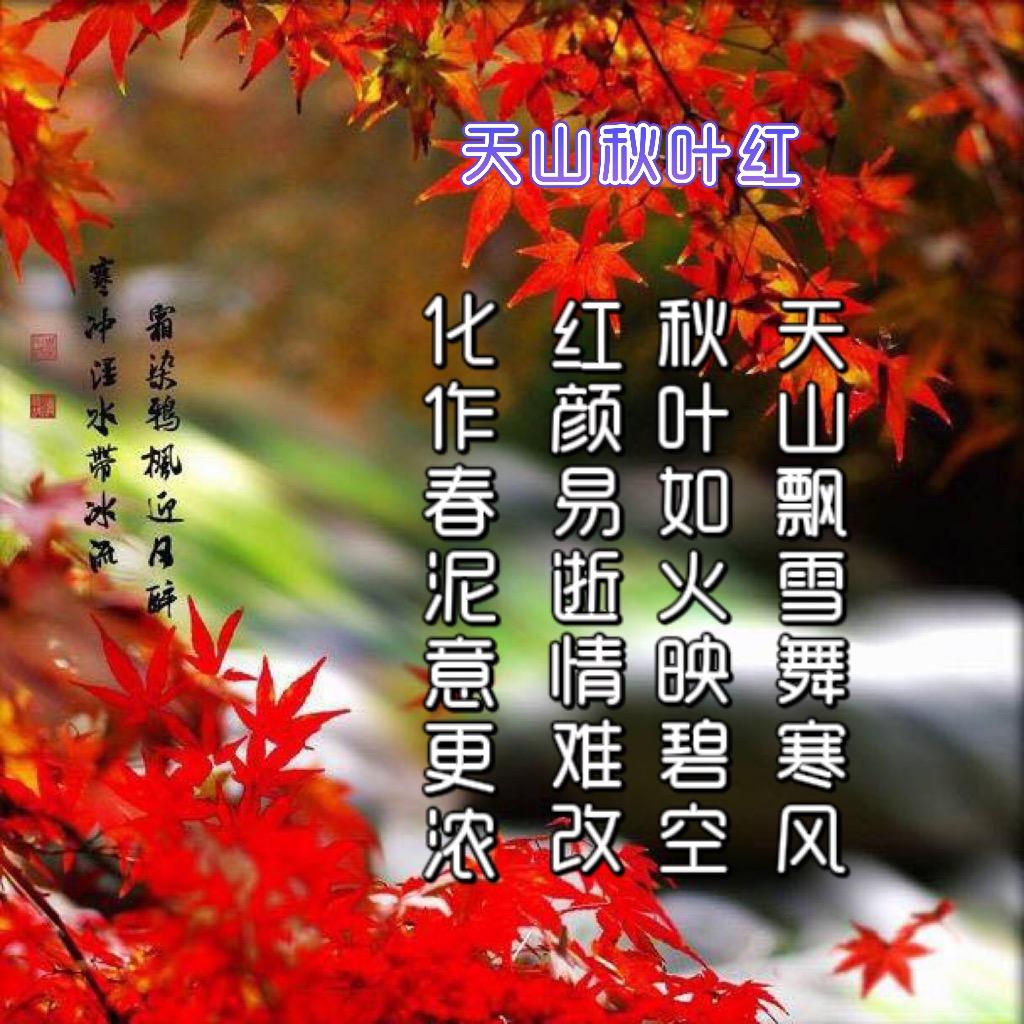 天山秋叶红879187