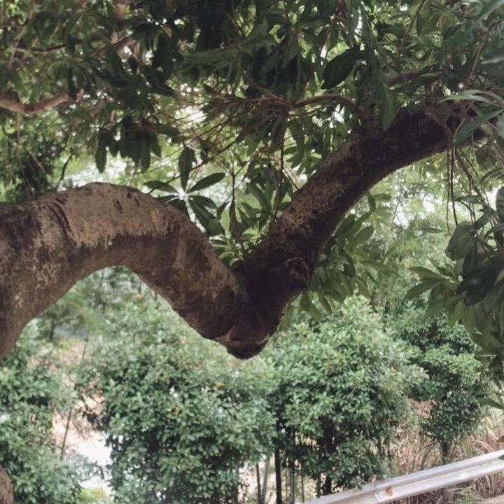 衖鍚的炗