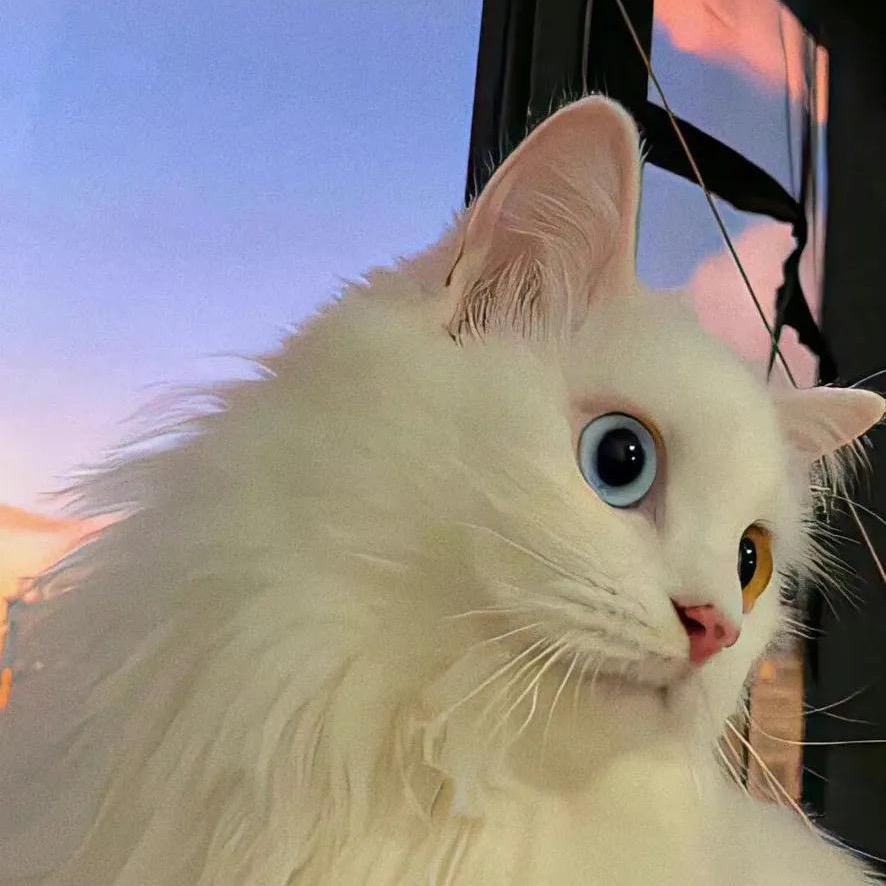 小喵今天喝什么